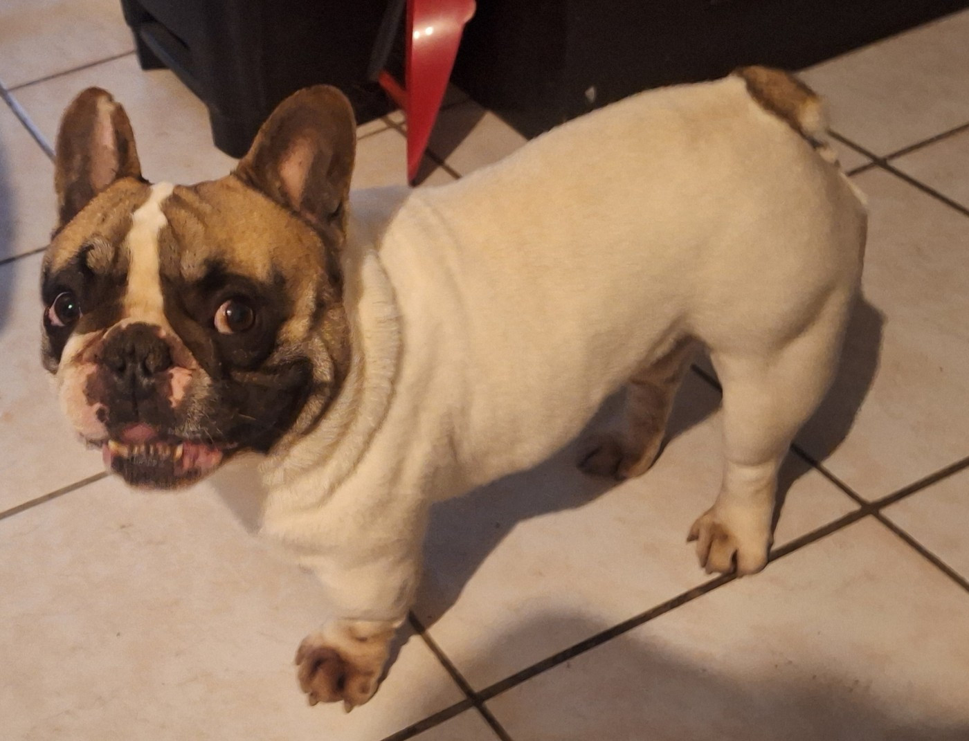 Thor Prince dasgard  des sables de sarry