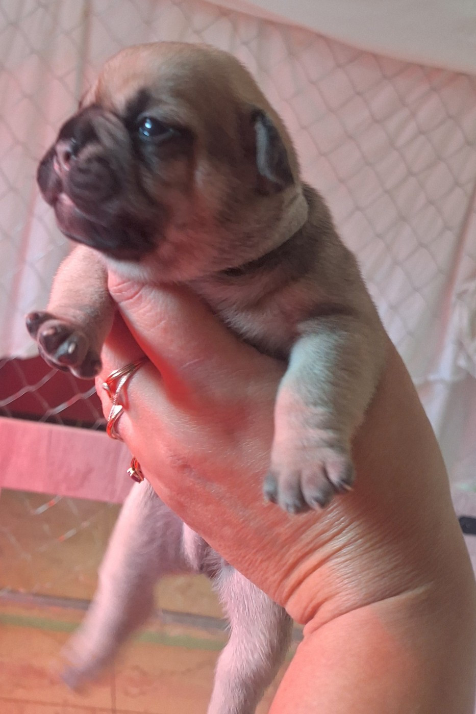 De La Villa De Tessky - Chiots disponibles - Bouledogue français