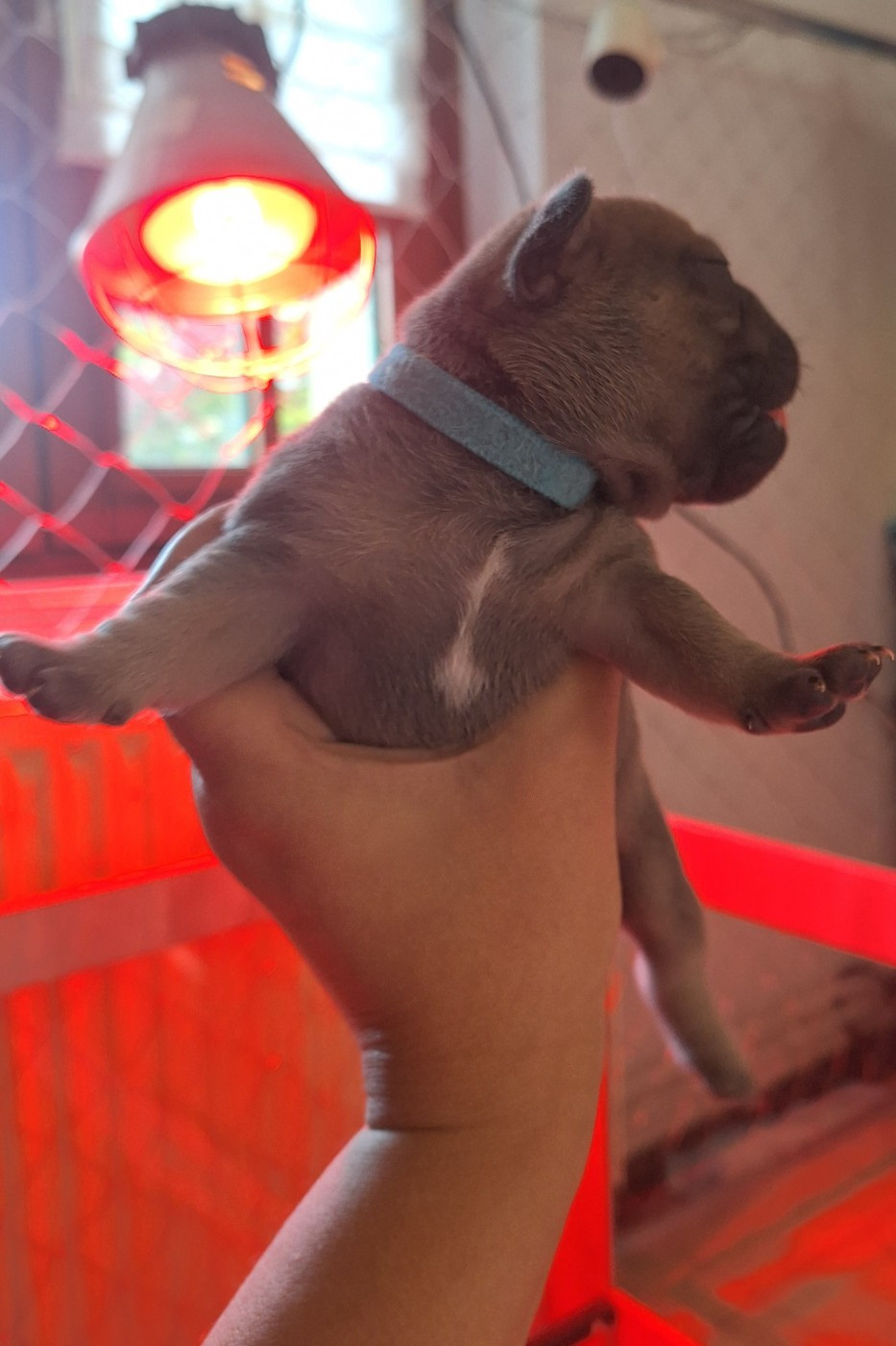 De La Villa De Tessky - Chiots disponibles - Bouledogue français