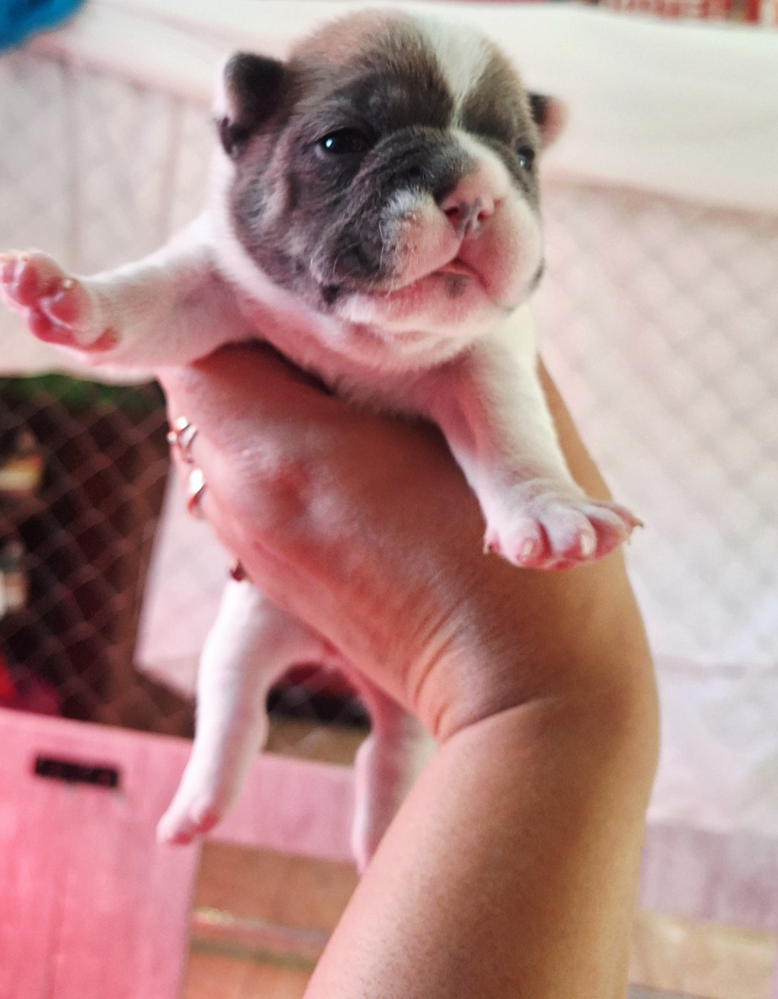De La Villa De Tessky - Chiots disponibles - Bouledogue français