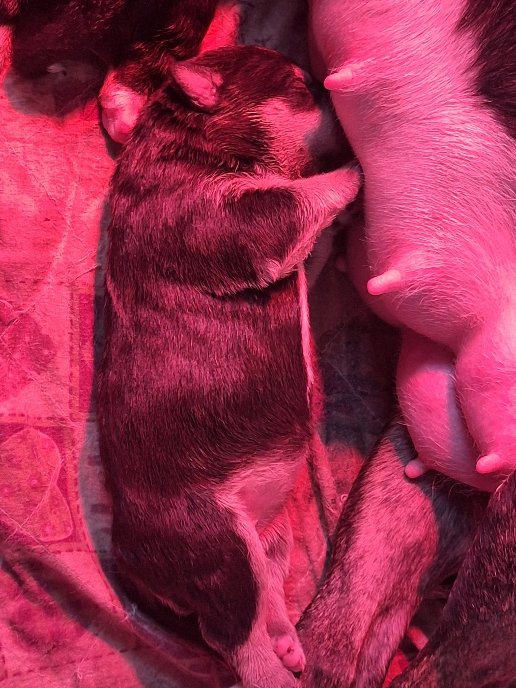 De La Villa De Tessky - Chiots disponibles - Bull Terrier Miniature