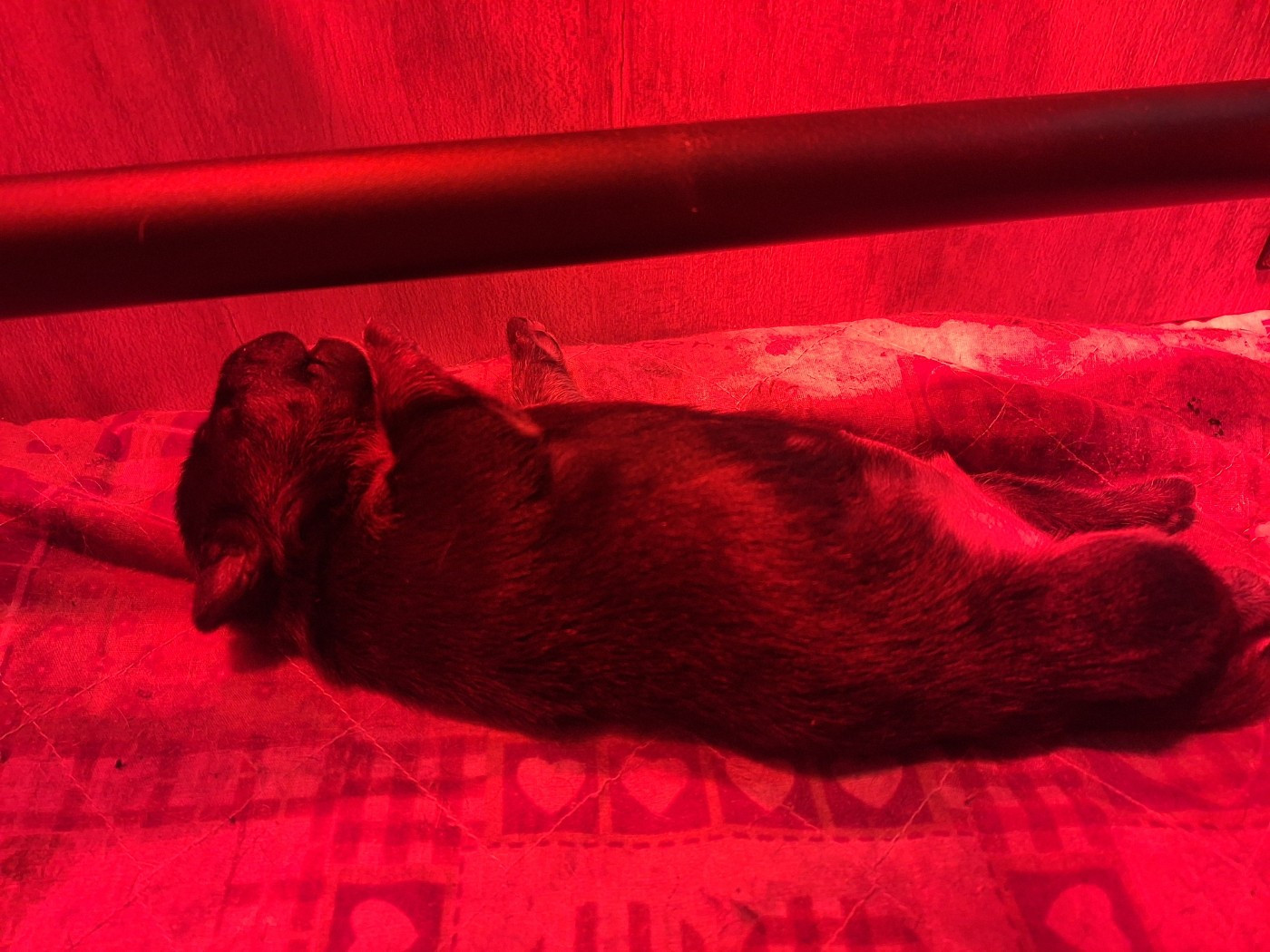 De La Villa De Tessky - Chiots disponibles - Bull Terrier Miniature