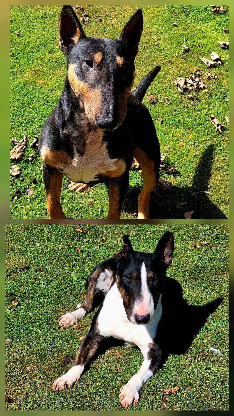 Chiot Bull Terrier Miniature De La Villa De Tessky