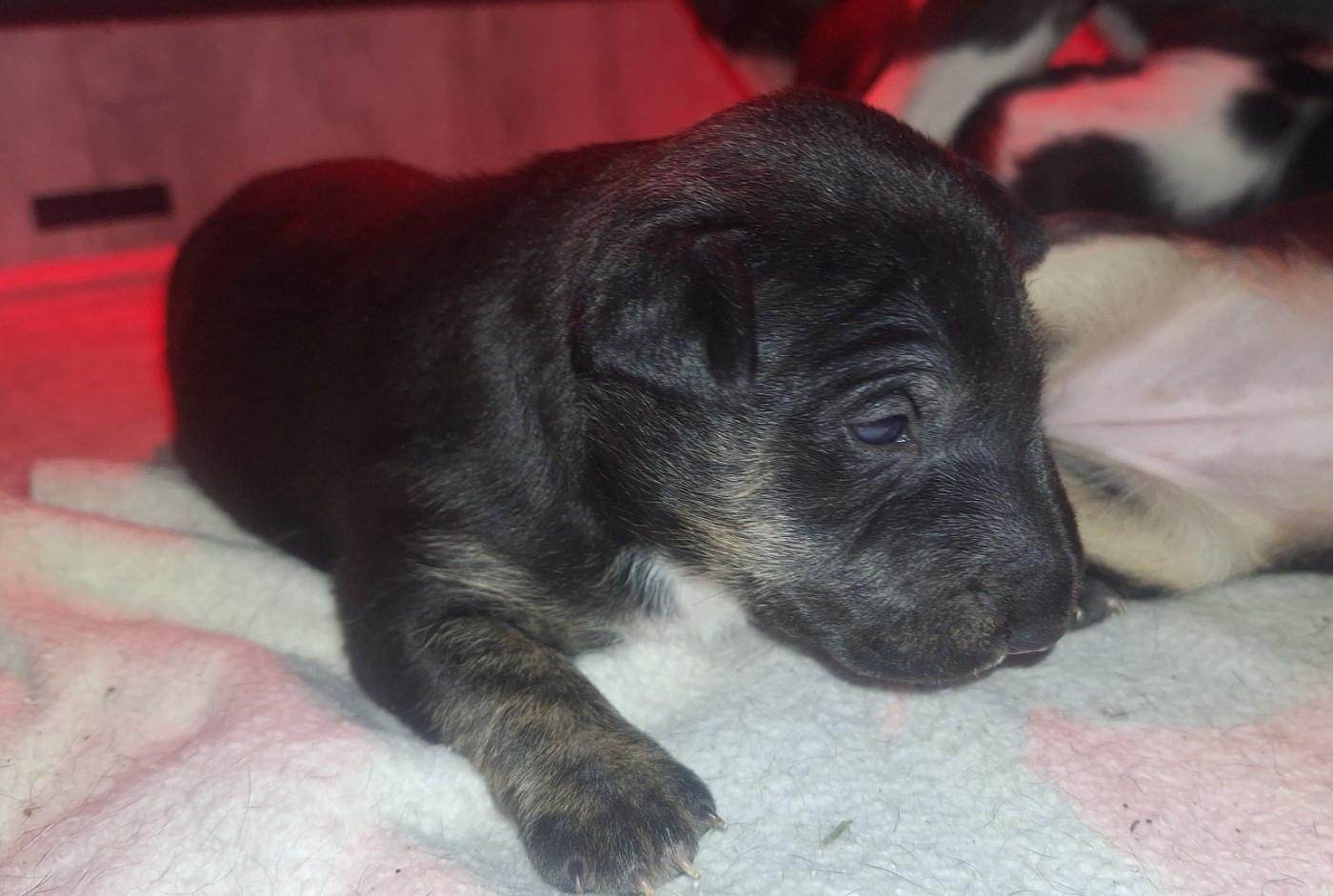 De La Villa De Tessky - Chiots disponibles - Bull Terrier Miniature