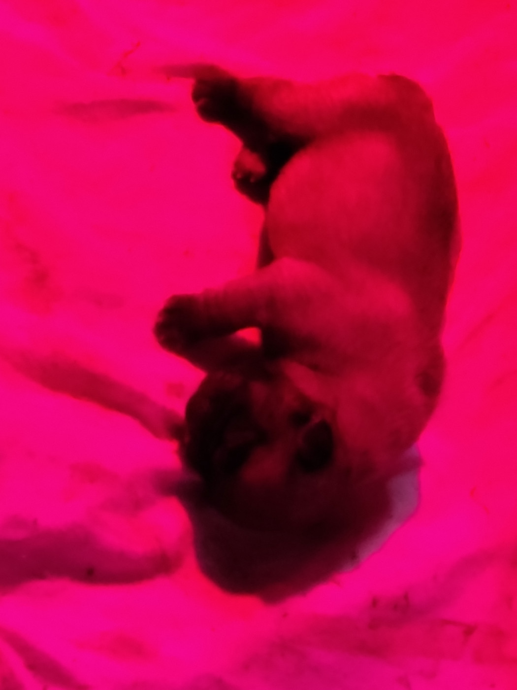 De La Villa De Tessky - Chiots disponibles - Bouledogue français