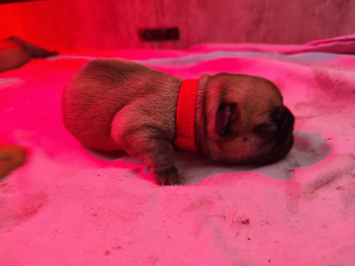 De La Villa De Tessky - Chiots disponibles - Bouledogue français