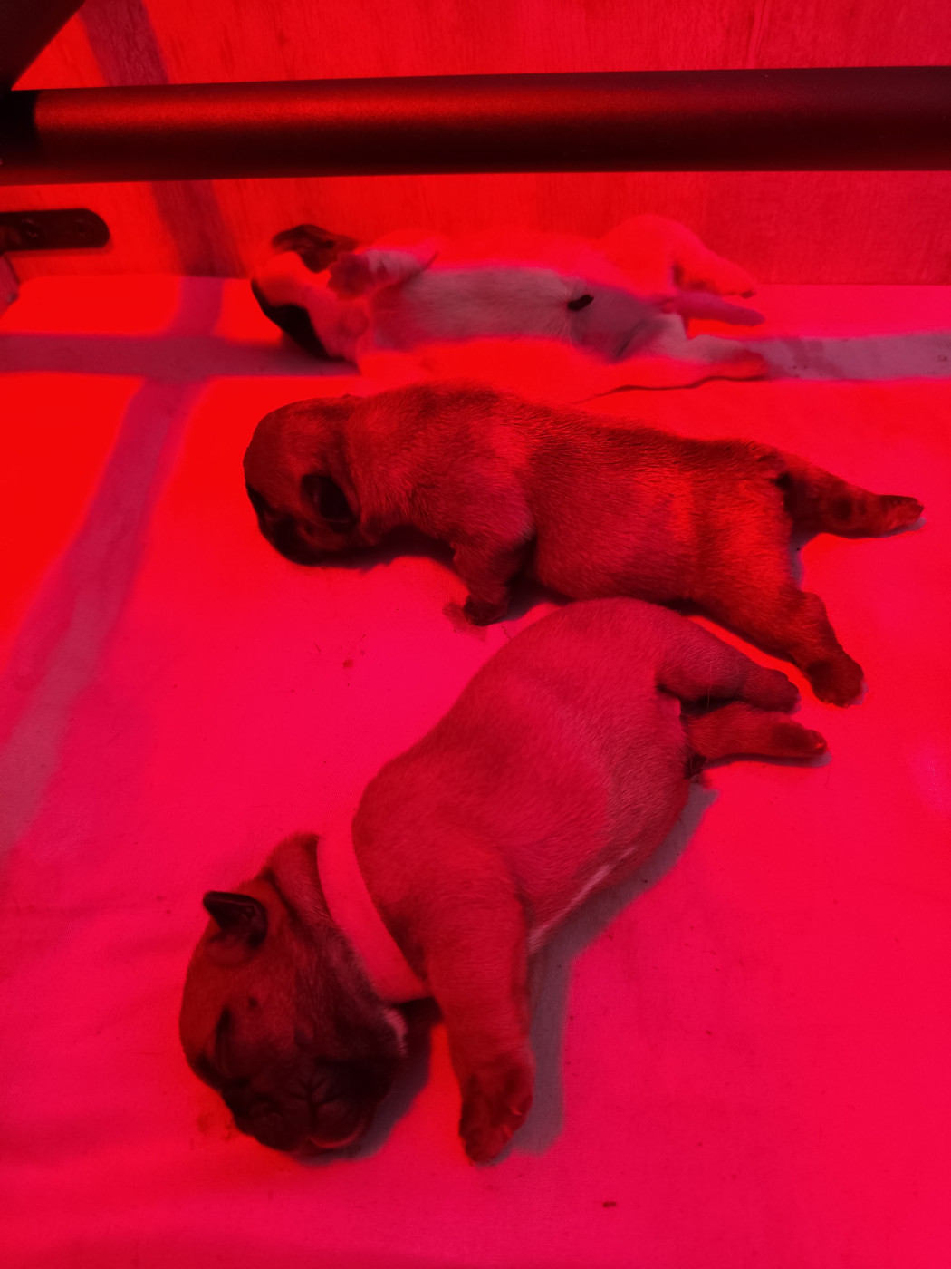 De La Villa De Tessky - Chiots disponibles - Bouledogue français