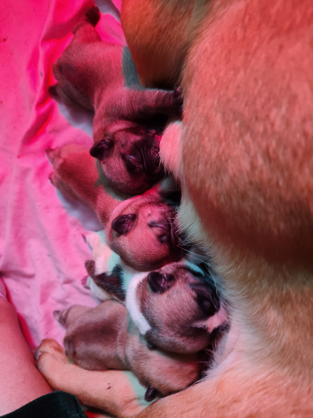 De La Villa De Tessky - Chiots disponibles - Bouledogue français