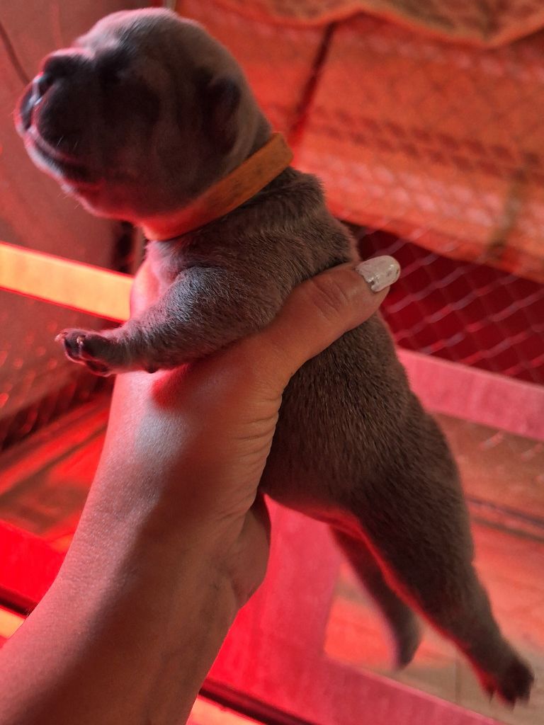 De La Villa De Tessky - Chiots disponibles - Bouledogue français