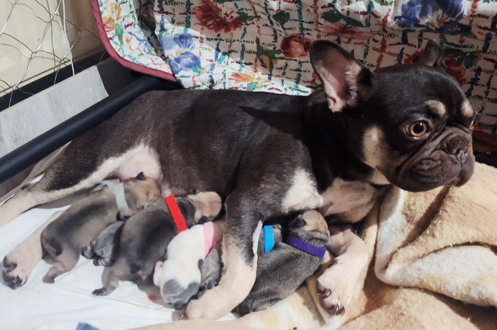 Chiot Bouledogue français De La Villa De Tessky