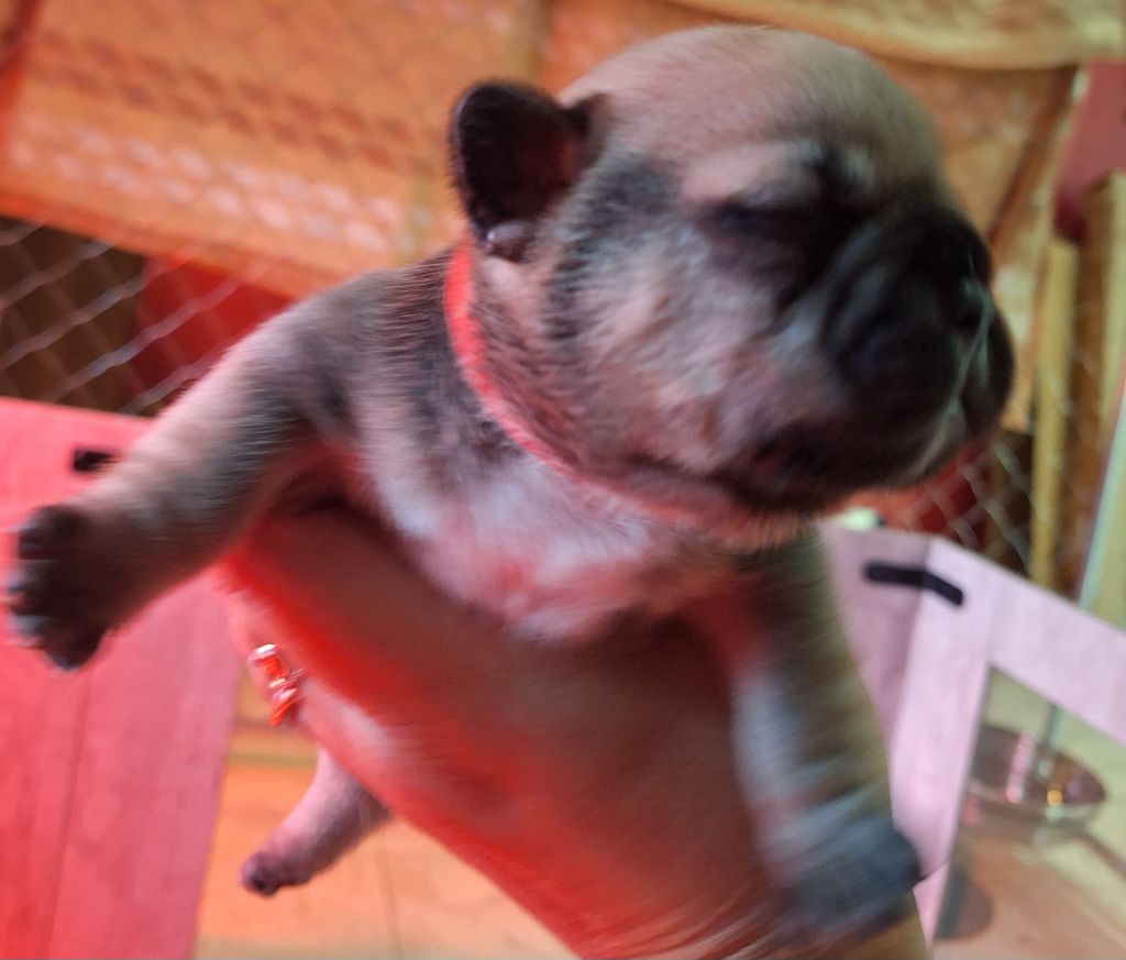 De La Villa De Tessky - Chiots disponibles - Bouledogue français