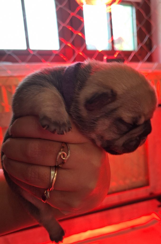 De La Villa De Tessky - Chiots disponibles - Bouledogue français